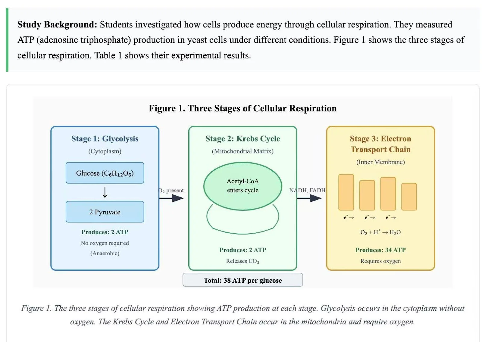 A flow chart detailing the steps of cellular respiration, generated live within Grassroot's AP Biology Learn Mode